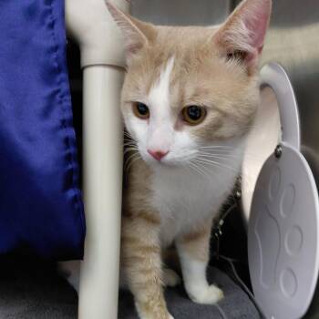 Kevin -  Domestic Short Hair Cat for Adoption in Philadelphia, Pennsylvania - Kevin | PetCurious
