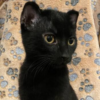 Rescue Domestic Short Hair Cats for Adoption in Southern Pines, North Carolina - Percy | PetCurious