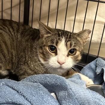 Crumb Cake -  Domestic Short Hair Cat for Adoption in Mount Laurel Township, New Jersey - Crumb Cake | PetCurious