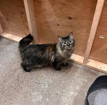 Rescue Domestic Medium Hair Cats for Adoption in Peace River, Alberta - Wren | PetCurious