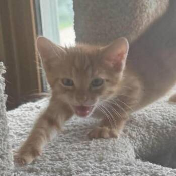 Brimly -  Domestic Short Hair Cat for Adoption - Brimly | PetCurious