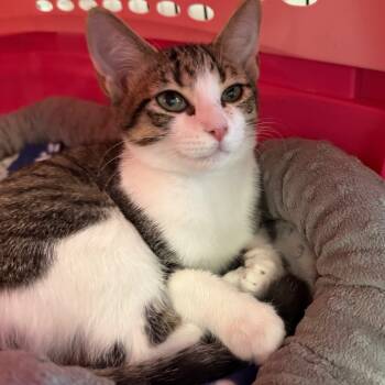 Rescue Domestic Short Hair Cats for Adoption in Houston, Texas - Harvard | PetCurious