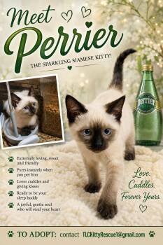 PERRIER -  Siamese Cat for Adoption in Escalon, California - PERRIER | PetCurious