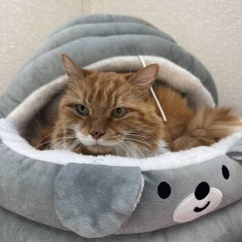 Domestic Long Hair Cats Available for Adoption - Chloe | PetCurious