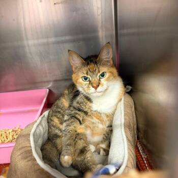 Coraline -  Domestic Short Hair and Mixed Breed Cat for Adoption in Ashtabula, Ohio - Coraline | PetCurious
