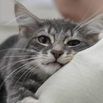 Leonard -  Domestic Short Hair Cat for Adoption in Redwood City, California - Leonard | PetCurious