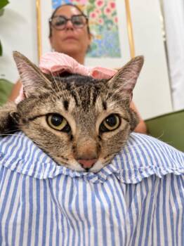 Margarita Snugglepurr -  Tabby and Domestic Short Hair Cat for Adoption in Friendswood, Texas - Margarita Snugglepurr | PetCurious