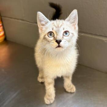 Domestic Short Hair Cats Available for Adoption in Tuscaloosa, Alabama - TUSC-Stray-84527 | PetCurious