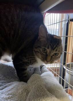 Precious -  Domestic Short Hair Cat for Adoption in Cortland, New York - Precious | PetCurious