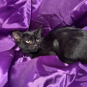 Chick Weed 56478 -  Domestic Short Hair Cat for Adoption in Eaton Rapids, Michigan - Chick Weed 56478 | PetCurious