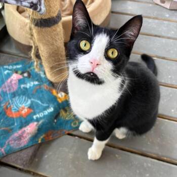 Eliza -  Domestic Short Hair Cat for Adoption in Madison, Wisconsin - Eliza | PetCurious