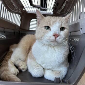 Adelle -  Domestic Short Hair Cat for Adoption in Brentwood, Missouri - Adelle | PetCurious