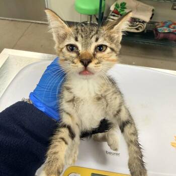 108639 -  Domestic Short Hair Cat for Adoption in Las Cruces, New Mexico - 108639 | PetCurious