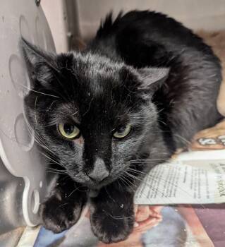 Rescue Domestic Short Hair Cats for Adoption in Springfield, Illinois - Bob | PetCurious