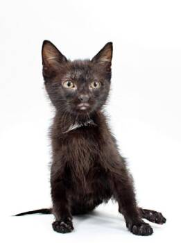 Domestic Medium Hair and Domestic Short Hair Cats Available for Adoption in Morton Grove, Illinois - Marty | PetCurious