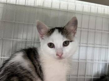 Maraschino Cherry -  Domestic Short Hair Cat for Adoption in Elmira, New York - Maraschino Cherry | PetCurious
