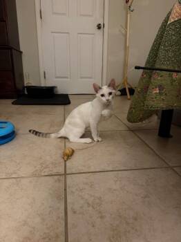 Wynter Snow -  Siamese Cat for Adoption in San Antonio, Texas - Wynter Snow | PetCurious