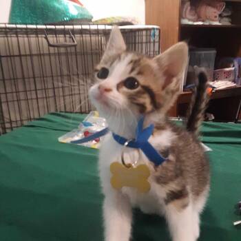 Domestic Short Hair Cats Available for Adoption in Gordonsville, Tennessee - Sasha | PetCurious
