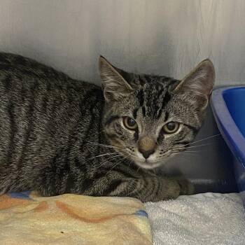Domestic Medium Hair Cats Available for Adoption in Auburn, Alabama - Jam | PetCurious