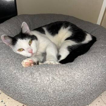 Rescue American Shorthair Cats for Adoption in Poplar Bluff, Missouri - Oreo | PetCurious
