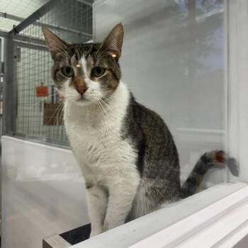 Gabriel -  Domestic Short Hair Cat for Adoption in Skokie, Illinois - Gabriel | PetCurious