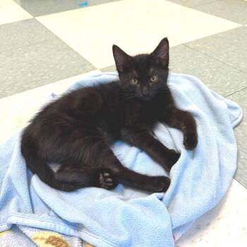 Ben -  Domestic Medium Hair Cat for Adoption in Reno, Nevada - Ben | PetCurious