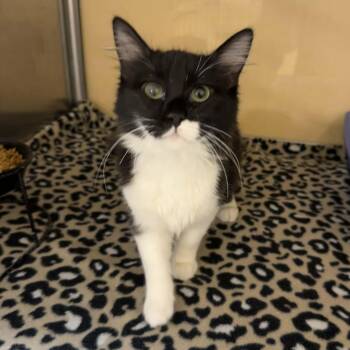 Tuxedo and Domestic Short Hair Cats Available for Adoption - Lovey | PetCurious