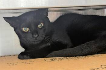 Rescue Domestic Short Hair Cats for Adoption in Fort Lauderdale, Florida - CHECKERS | PetCurious