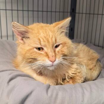 Domestic Medium Hair Cats Available for Adoption in Muncie, Indiana - Big Mac | PetCurious