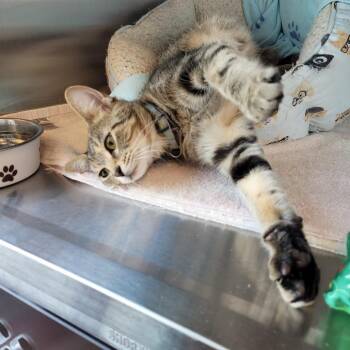 Lucille -  Domestic Short Hair Cat for Adoption in Madisonville, Tennessee - Lucille | PetCurious
