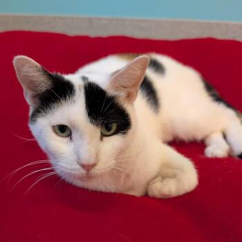 Indira -  Domestic Short Hair Cat for Adoption in Wheeling, Illinois - Indira | PetCurious