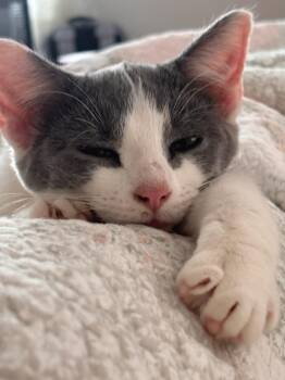 Oakley -  Domestic Short Hair Cat for Adoption in Richmond, Kentucky - Oakley | PetCurious