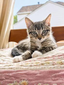 Domestic Short Hair and Tabby Cats Available for Adoption in Homer Glen, Illinois - Jujyfruit | PetCurious