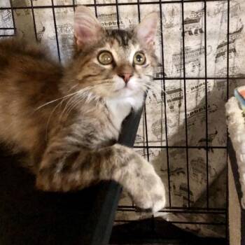 Cleo -  Domestic Short Hair Cat for Adoption in Bountiful, Utah - Cleo | PetCurious