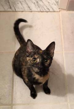PRINCESS LEIA aka OLGA -  Tortoiseshell and Domestic Short Hair Cat for Adoption in Holbrook, New York - PRINCESS LEIA Aka OLGA | PetCurious
