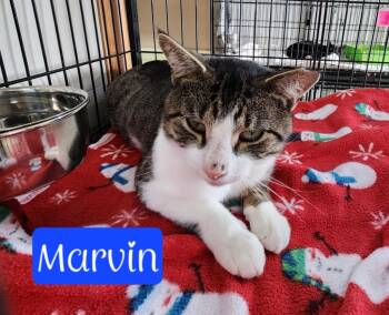 Marvin -  Domestic Short Hair Cat for Adoption in Jim Thorpe, Pennsylvania - Marvin | PetCurious