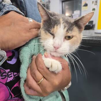 Oxford -  Domestic Short Hair Cat for Adoption in Newark, New Jersey - Oxford | PetCurious