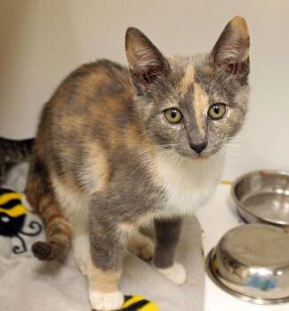 Pina Colada -  Domestic Short Hair Cat for Adoption in Mansfield, Massachusetts - Pina Colada | PetCurious