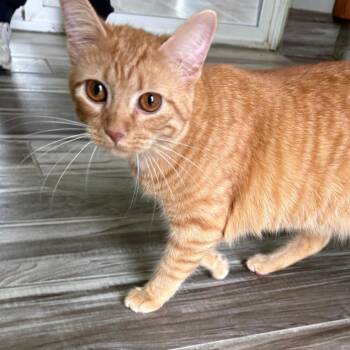Holly -  Domestic Short Hair Cat for Adoption in West Des Moines, Iowa - Holly | PetCurious