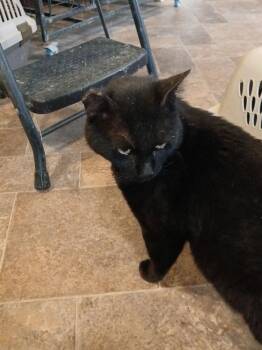 Domestic Short Hair Cats Available for Adoption in Thatcher, Arizona - Dracula | PetCurious