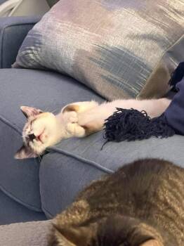 Gilligan -  Siamese Cat for Adoption in Chicago, Illinois - Gilligan | PetCurious
