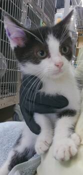 Rescue Domestic Short Hair Cats for Adoption in Cincinnati, Ohio - Un | PetCurious