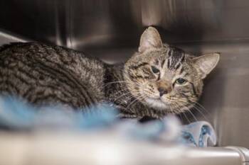 Domestic Short Hair Cats Available for Adoption - MAGIC | PetCurious