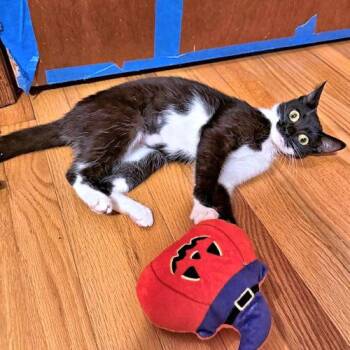 Baby Girl -  Domestic Short Hair Cat for Adoption in Rutherfordton, North Carolina - Baby Girl | PetCurious