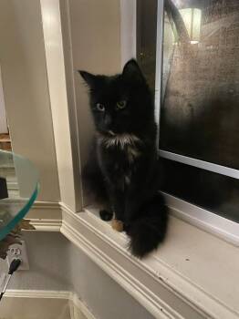 Tortoiseshell and Domestic Long Hair Cats Available for Adoption - Rosita | PetCurious