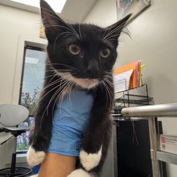 Jelly -  Domestic Medium Hair Cat for Adoption in Columbiana, Alabama - Jelly | PetCurious