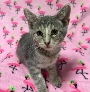 Rescue Domestic Short Hair Cats for Adoption in Tillsonburg, Ontario - SUGARPLUM | PetCurious