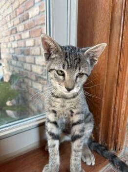 Tripp -  Tabby Cat for Adoption in Paulina, Louisiana - Tripp | PetCurious