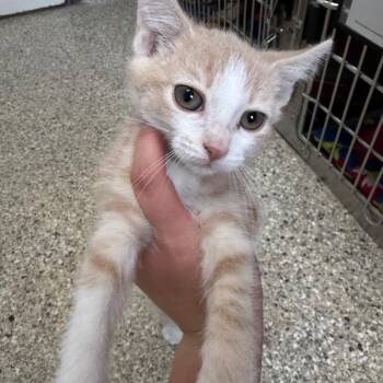 Polie -  Domestic Short Hair Cat for Adoption in Detroit Lakes, Minnesota - Polie | PetCurious