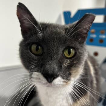 Domestic Medium Hair Cats Available for Adoption - Cardi | PetCurious